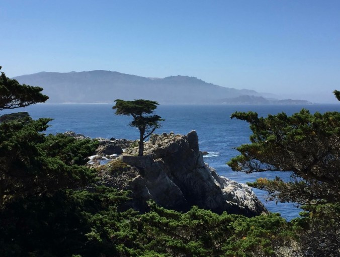 Lone Cypress Deb