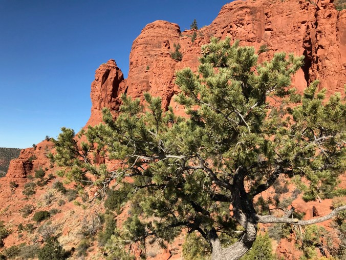 sedona tree
