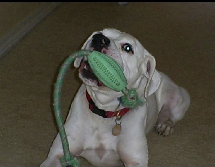 IMG_4129 (002) Tyson and Toy