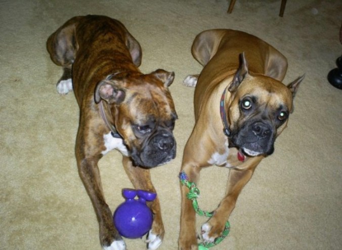 IMG_4132 (002) Shay and Buster