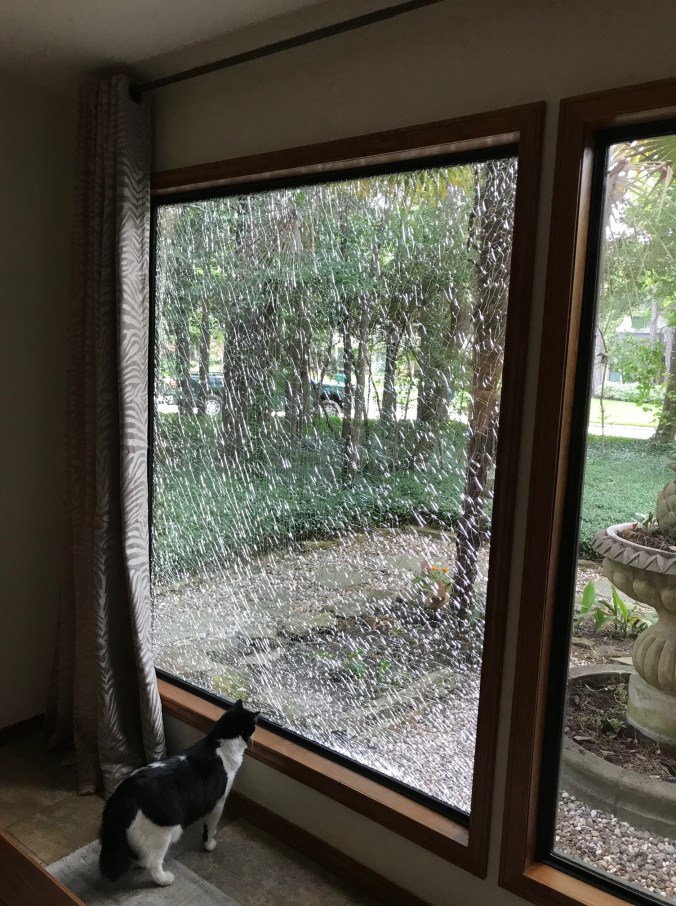 IMG_4797 (1) cat looking