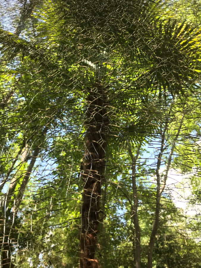 IMG_4912 (1) the view